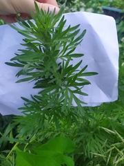 Artemisia absinthium