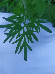 Artemisia absinthium