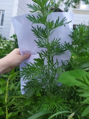 Artemisia absinthium