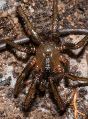 Blakistonia birksi