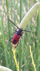 Purpuricenus kaehleri