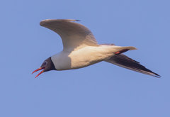 Chroicocephalus ridibundus