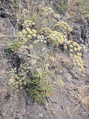 Astrodaucus littoralis