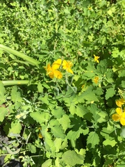 Chelidonium majus