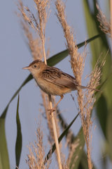 Cisticola juncidis
