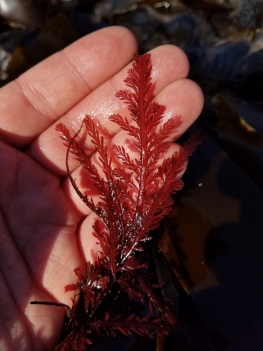 Neoptilota asplenioides observed 2017-05-27