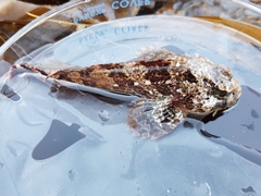 Hemilepidotus hemilepidotus