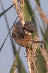 Cisticola juncidis