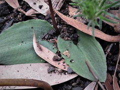 Chiloglottis trilabra