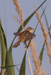 Cisticola juncidis