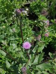Cirsium arvense