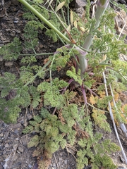 Astrodaucus littoralis