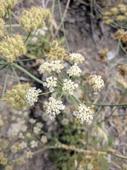 Astrodaucus littoralis