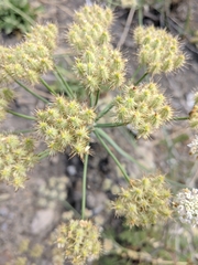 Astrodaucus littoralis