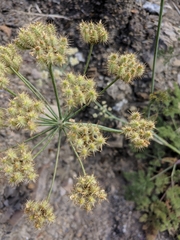 Astrodaucus littoralis