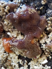 Distaplia occidentalis