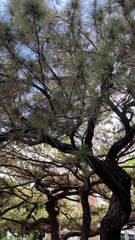 Pinus luchuensis
