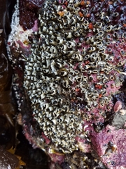 Dodecaceria fewkesi