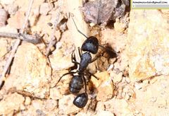Camponotus japonicus