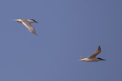 Thalasseus sandvicensis