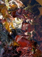 Constantinea rosa-marina