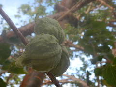 Sterculia africana