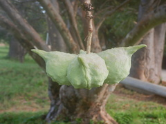 Sterculia africana