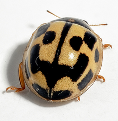Propylea quatuordecimpunctata