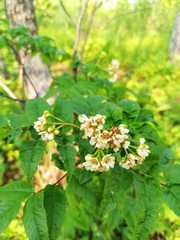 Sorbus sambucifolia