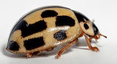 Propylea quatuordecimpunctata