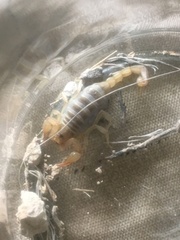 Paruroctonus utahensis