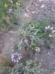 Bituminaria bituminosa