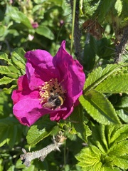 Bombus hypnorum