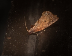 Glyphidoptera insignana