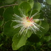 Sonneratia alba - Photo (c) mwamlavya,  זכויות יוצרים חלקיות (CC BY-NC), הועלה על ידי mwamlavya