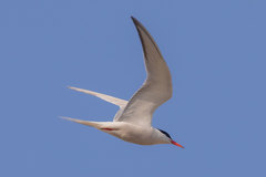 Sterna hirundo