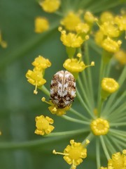Anthrenus picturatus
