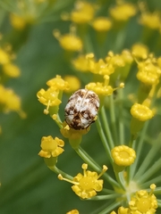 Anthrenus picturatus