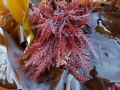 Neoptilota asplenioides