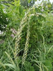 Elymus repens