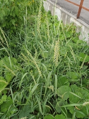 Elymus repens