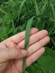 Elymus repens