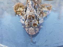 Hemilepidotus hemilepidotus