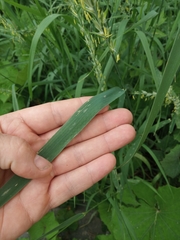 Elymus repens