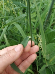 Elymus repens