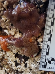 Distaplia occidentalis