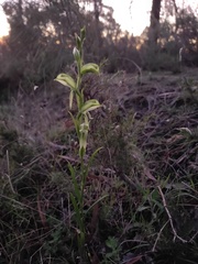 Pterostylis viriosa