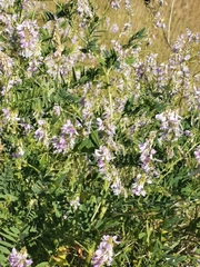 Galega