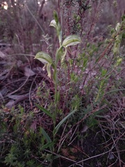 Pterostylis viriosa