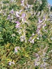 Galega